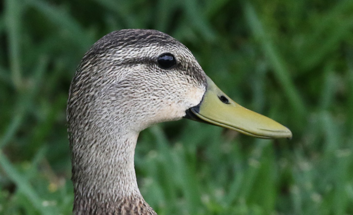 Mottled Duck Photo 2