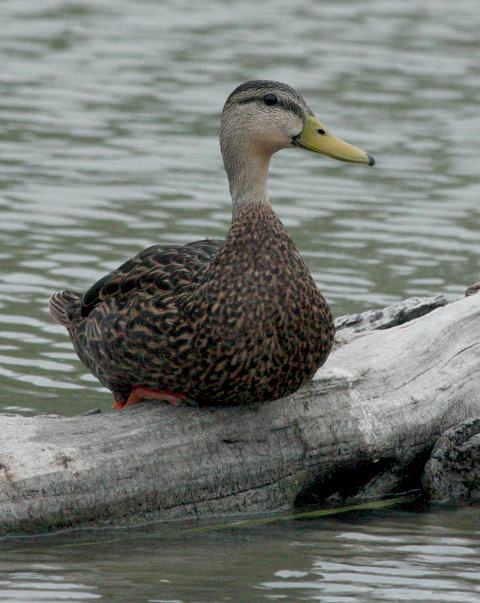 Mottled Duck Photo 3