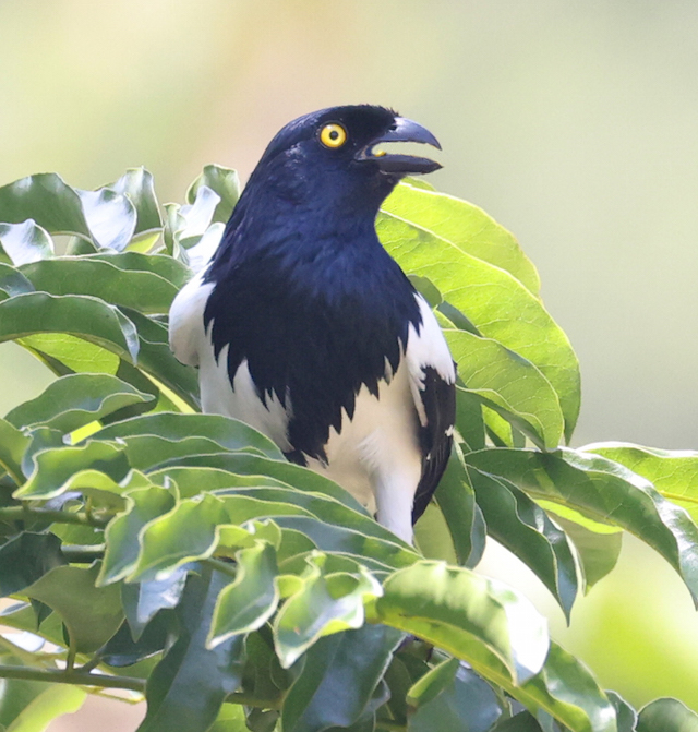 Magpie Tanager
