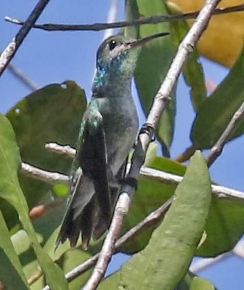 Mangrove Hummingbird