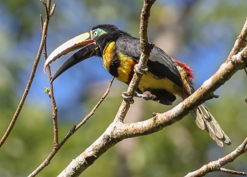 Many-banded Aracari