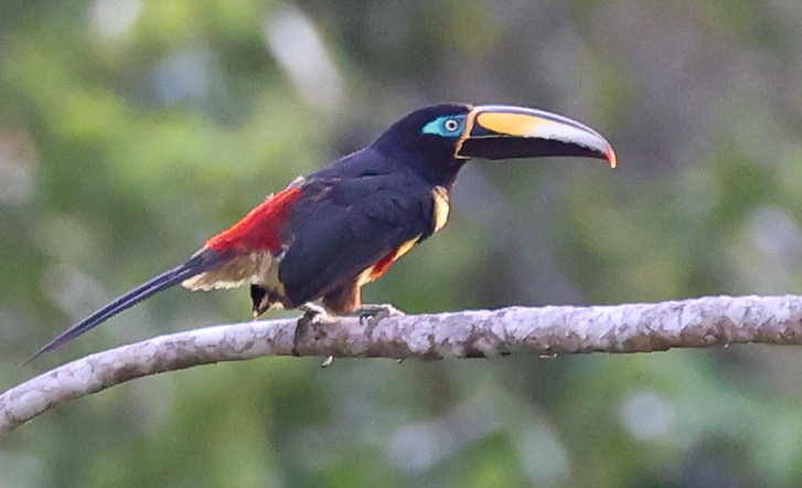 Many-banded Aracari
