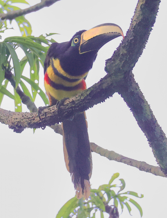 Many-banded Aracari