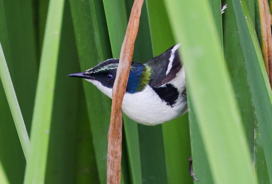 Black-capped Tyrannulet