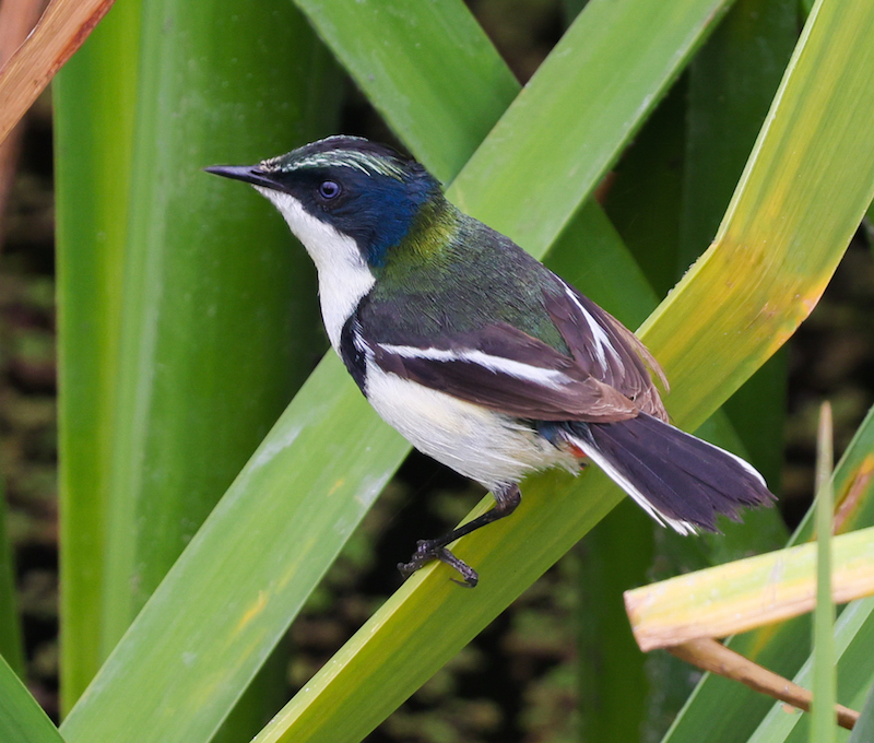 Many-colored Rush-tyrant