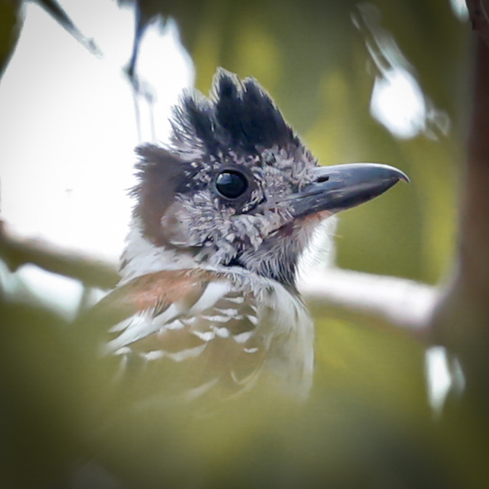 Maranon Antshrike