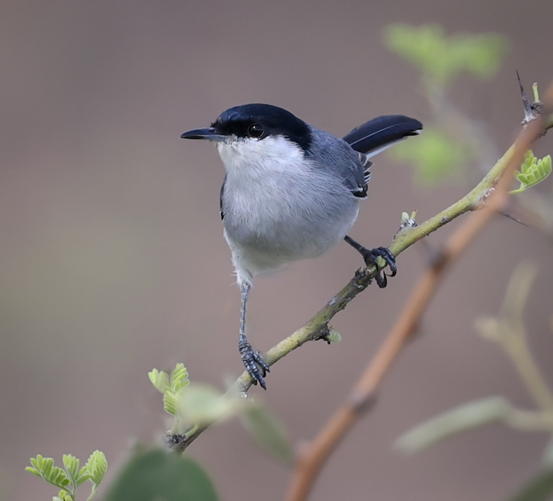 Maranon Gnatcatcher