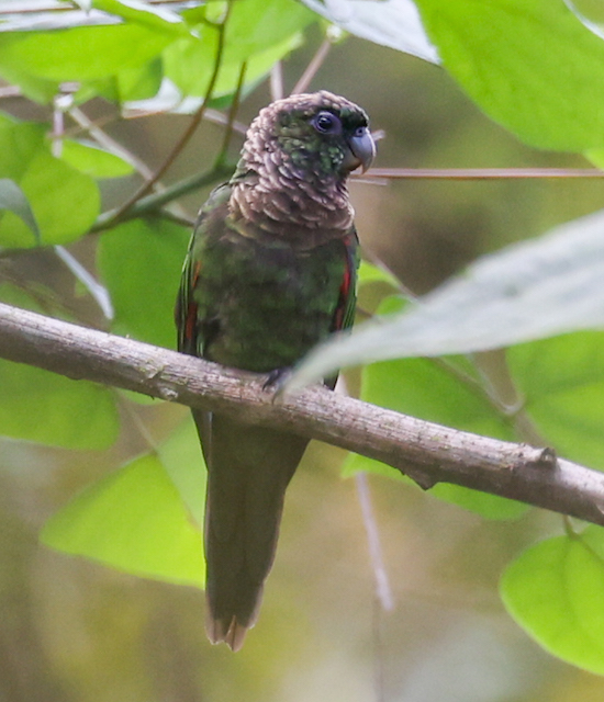 Maroon-tailed Parakeet