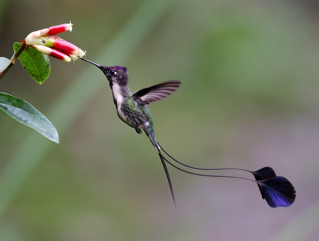 Marvelous Spatuletail