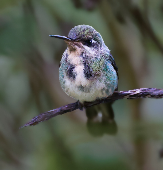 Marvelous Spatuletail