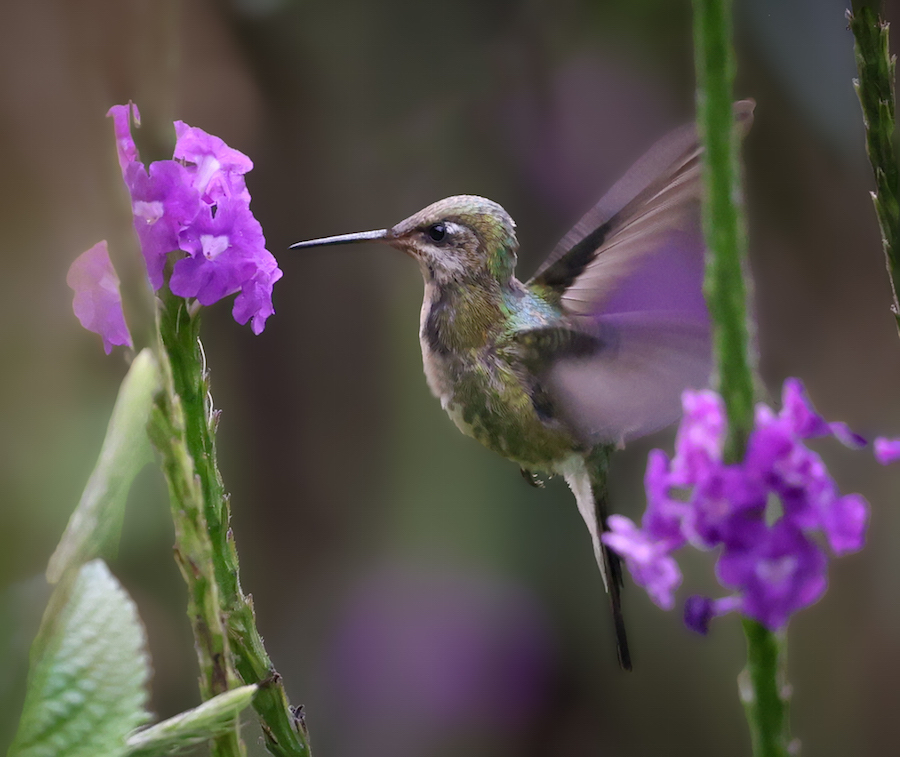 Marvelous Spatuletail