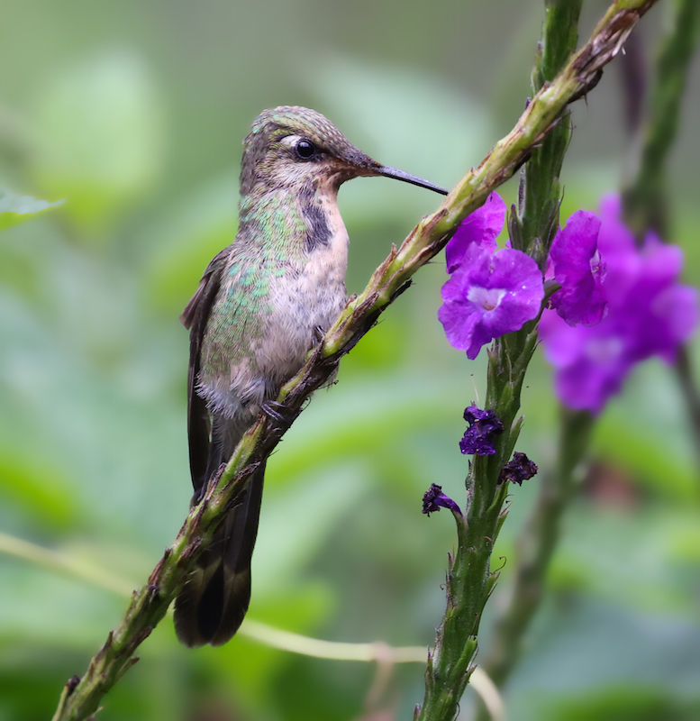 Marvelous Spatuletail