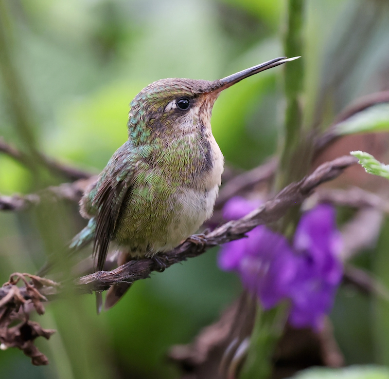 Marvelous Spatuletail