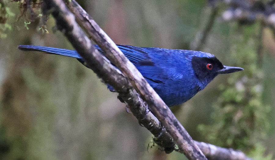Masked Flowerpiercer