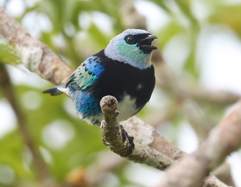 Masked Tanager 