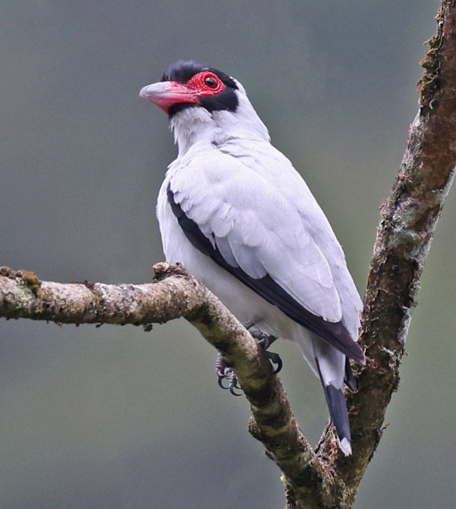 Masked Tityra