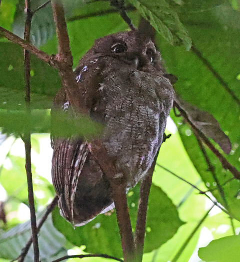 Middle American Screech-owl