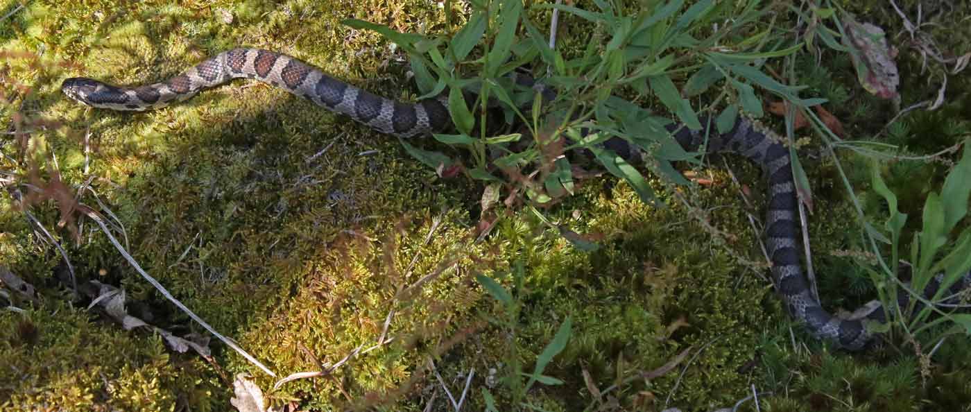 Eastern Milk Snake (adult)