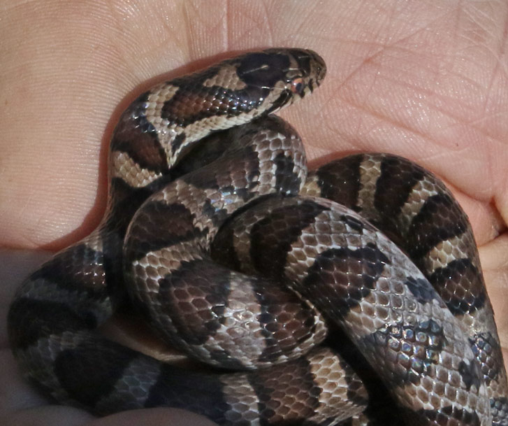 Eastern Milk Snake (adult)