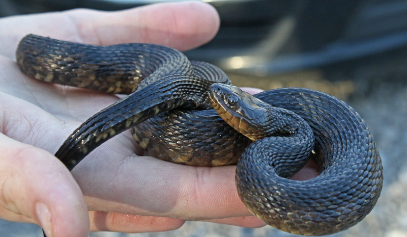 Mississippi Green Watersnake