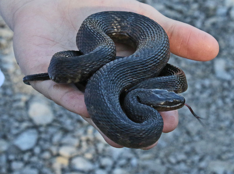Mississippi Green Watersnake
