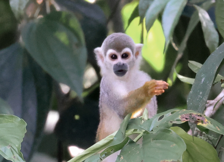 Monkey