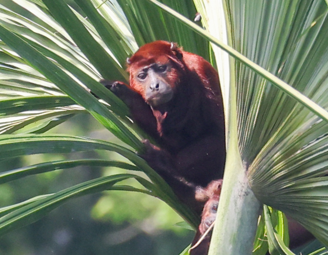 Monkey