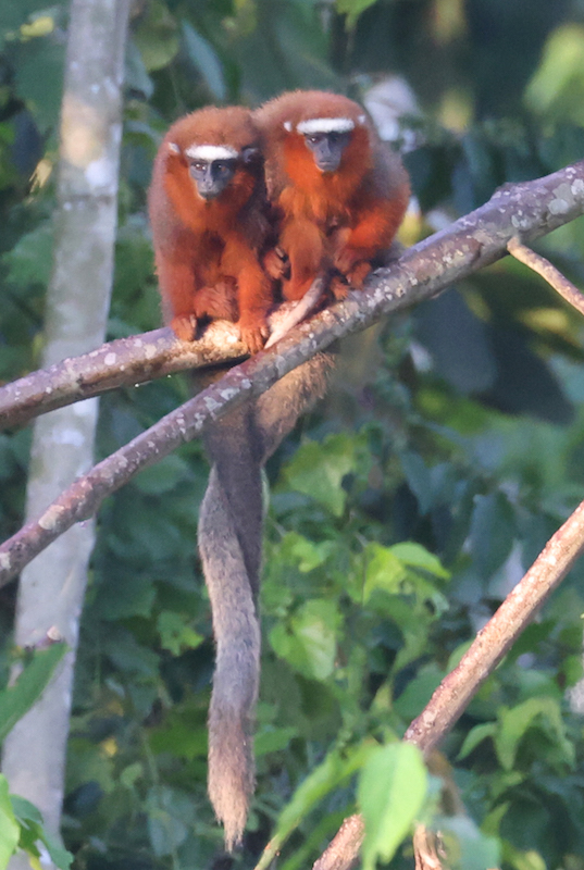 Monkey