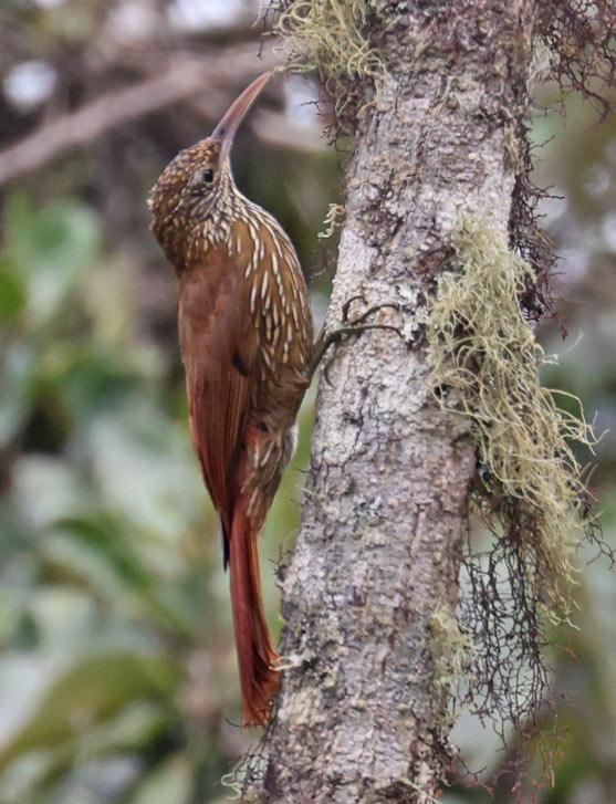 Montane Woodcreeper
