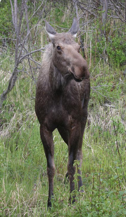 Moose (cow) photo 2