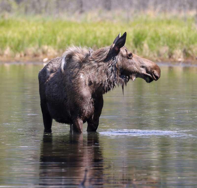 Moose (cow)photo 1