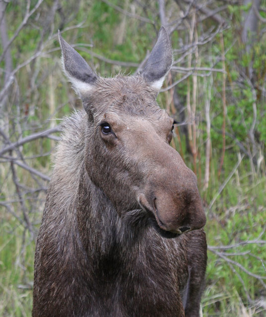 Moose (cow)photo 1