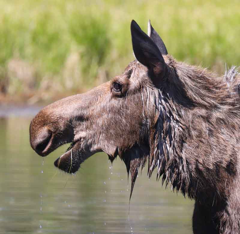 Moose (cow) photo 2