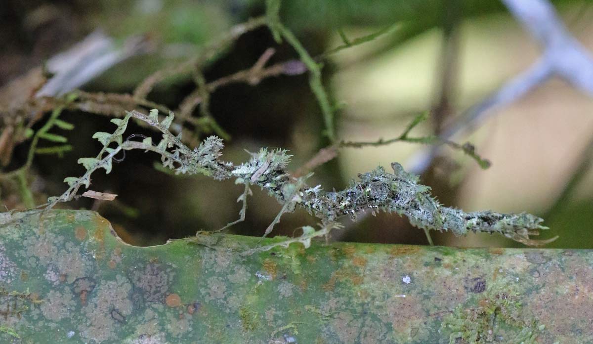 Moss Mimic Walkingstick