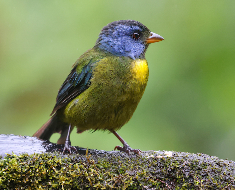 Moss-backed Tanager