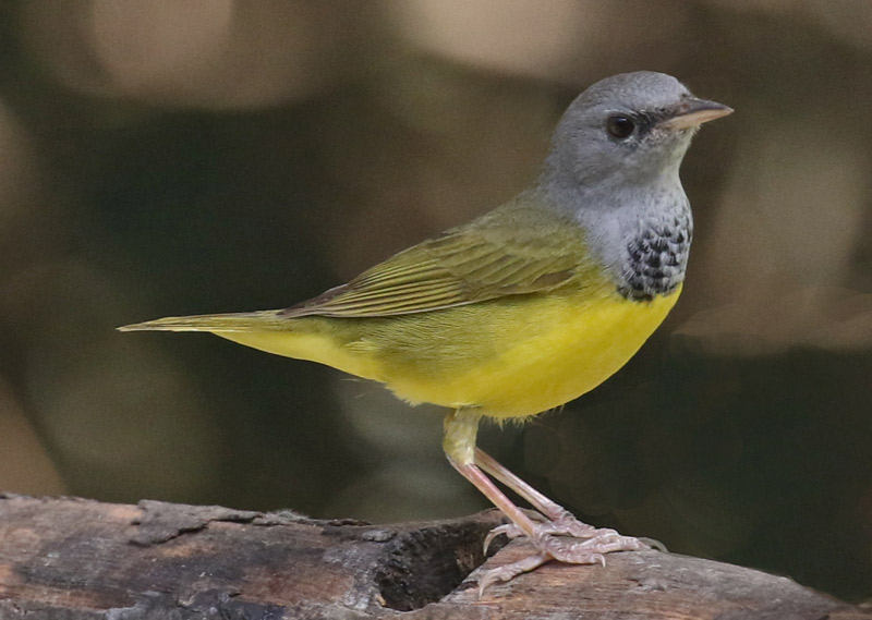 Mourning Warbler