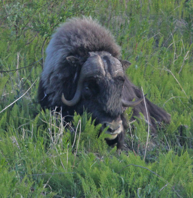 Muskox photo 3