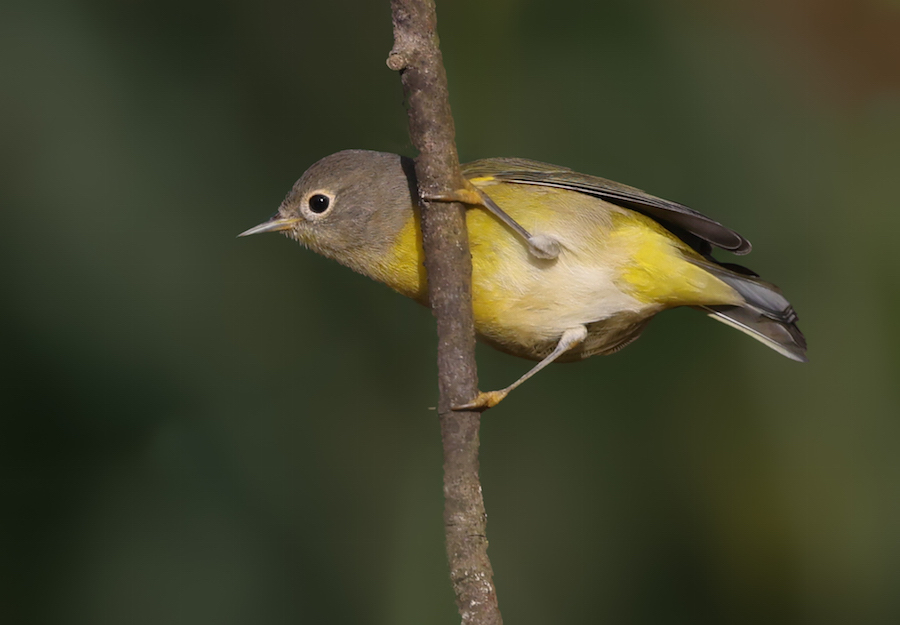 Nashville Warbler (fall)