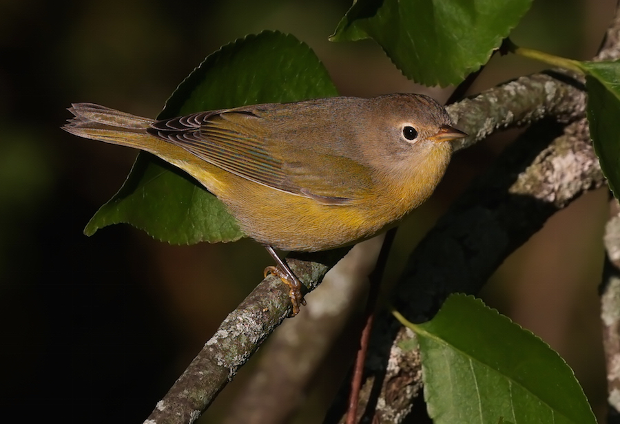 Nashville Warbler (fall)