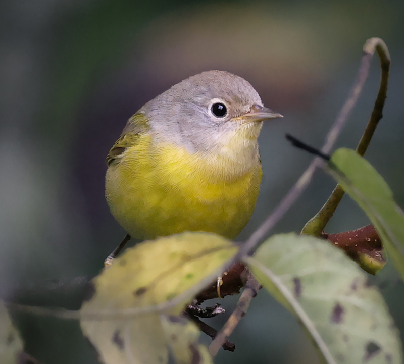 Nashville Warbler (fall)
