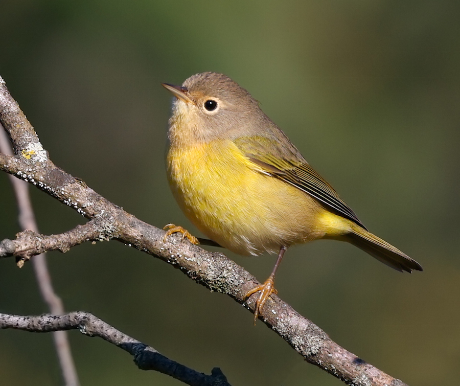 Nashville Warbler (fall)