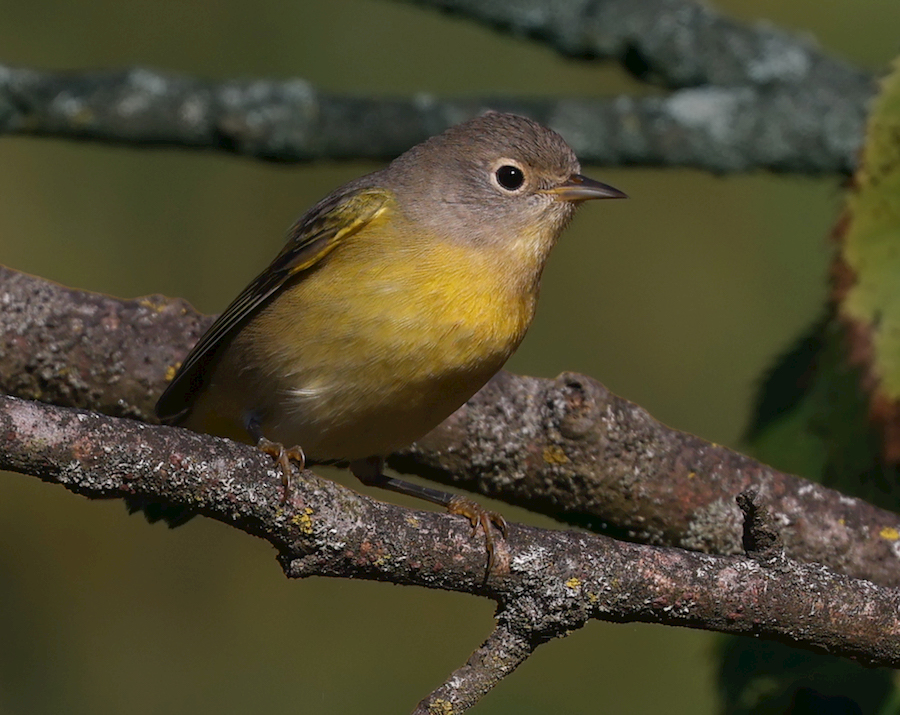 Nashville Warbler (fall)