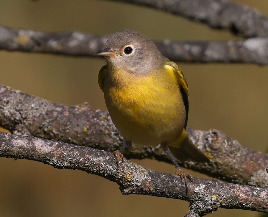 Nashville Warbler (fall)