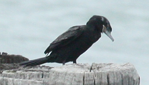 Neotropic Cormorant photo #4