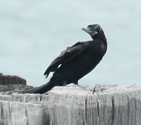 Neotropic Cormorant photo #5