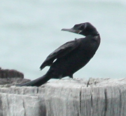 Neotropic Cormorant photo #6