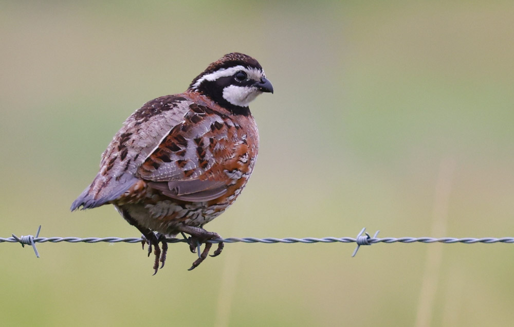 Northern Bobwhite