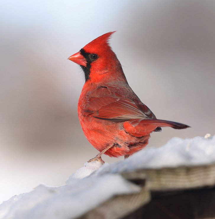 Northern Cardinal Photo #1