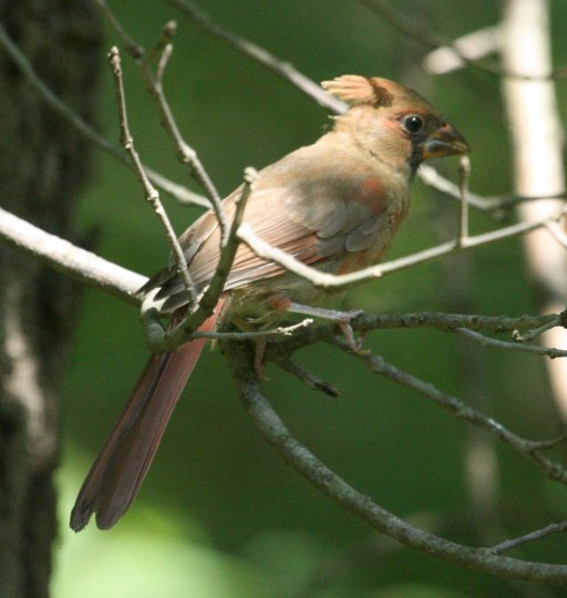 Northern Cardinal (juvenile)
