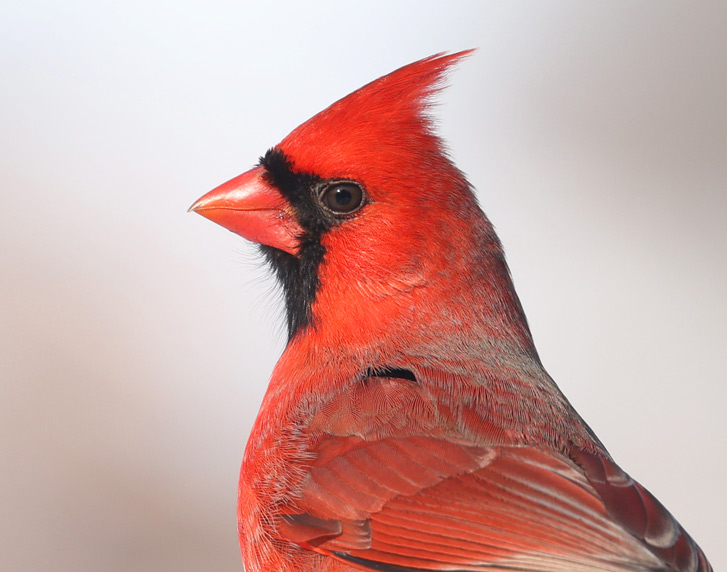 Northern Cardinal Photo #2
